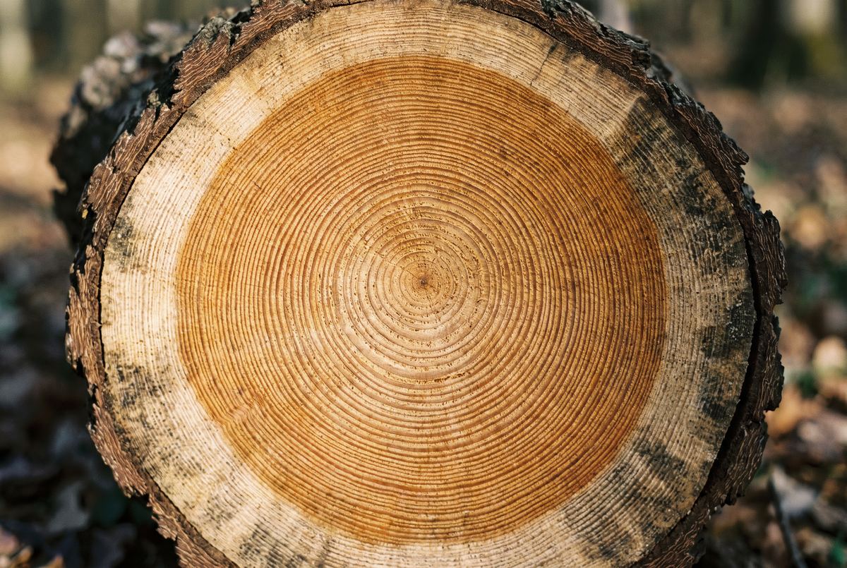 Cernes de croissance sur une coupe de chêne