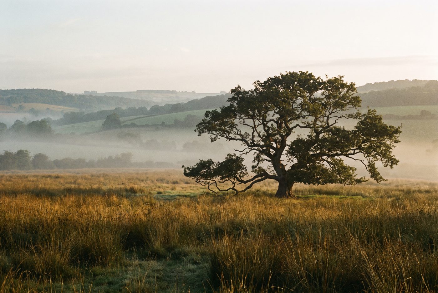 Un chêne isolé dans une prairie, au petit matin