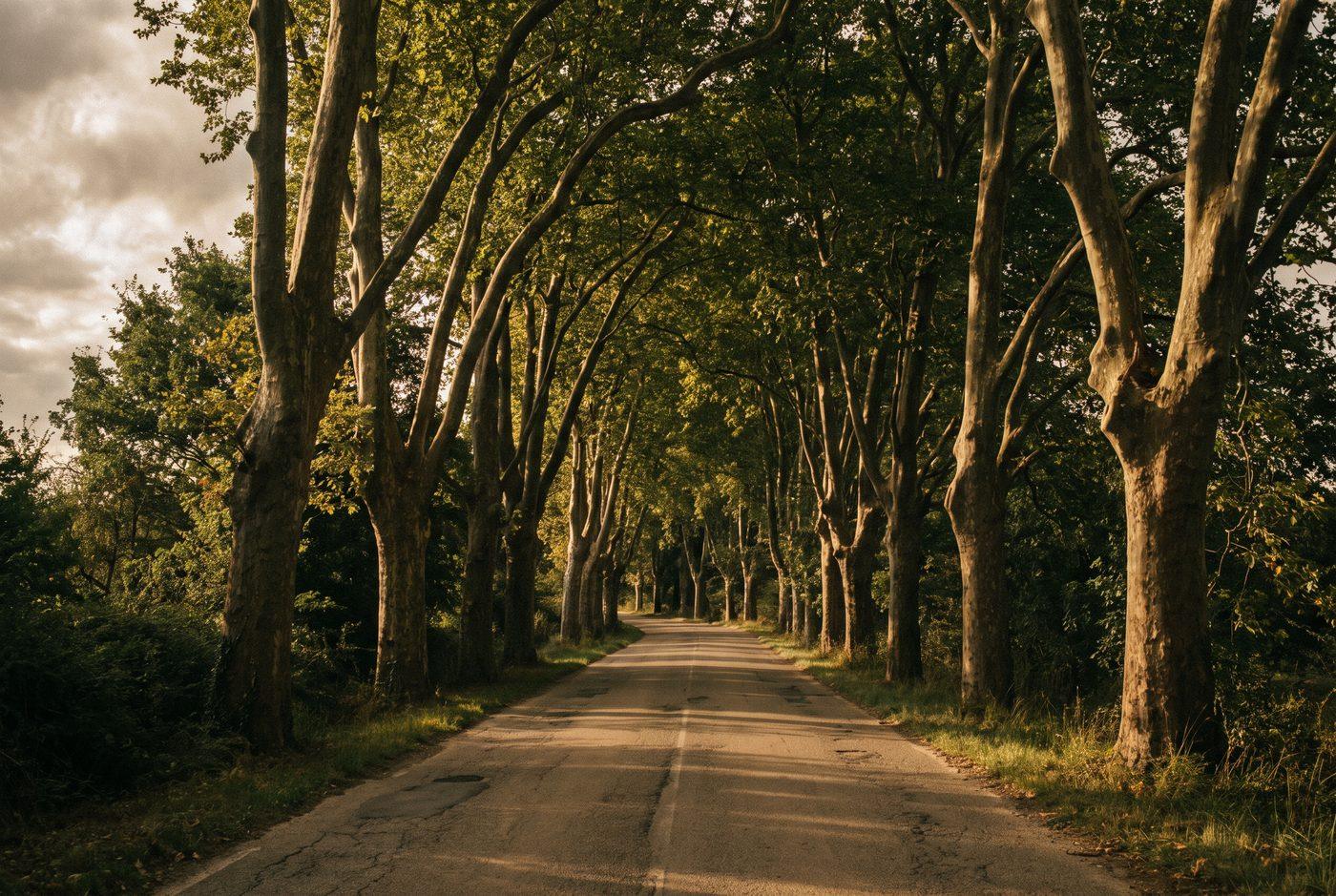 Allée de platanes le long d’une route de campagne, lumière de fin d’après-midi